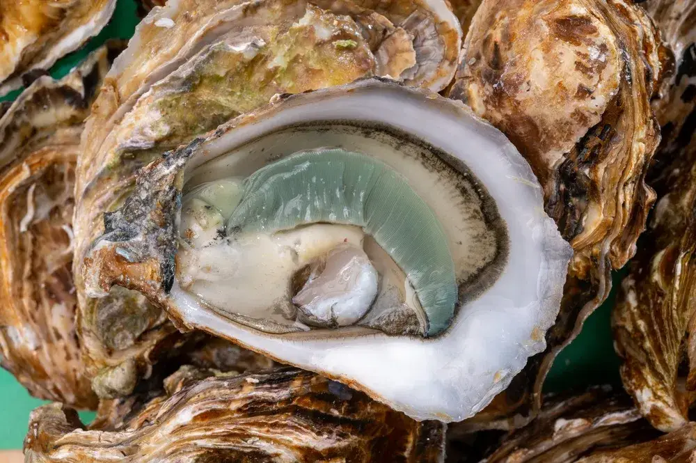 huitre-fine-de-claire-2