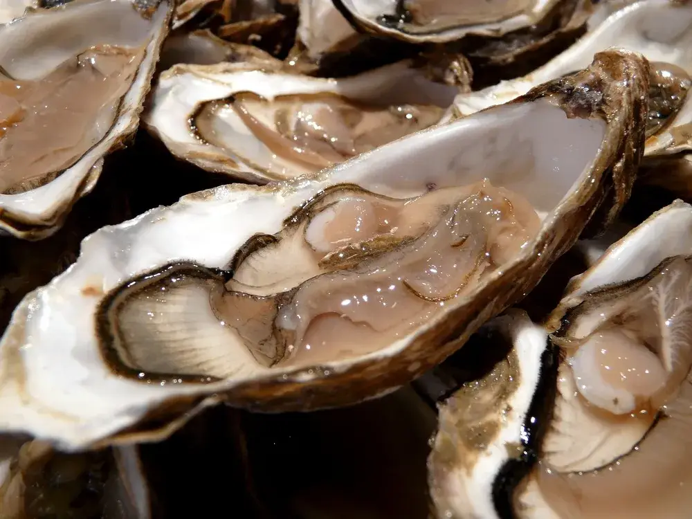 huitre Isigny Taillepied n°3