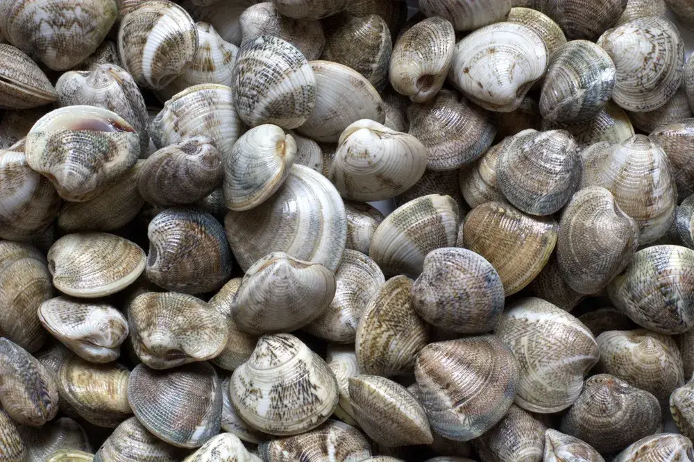 clams